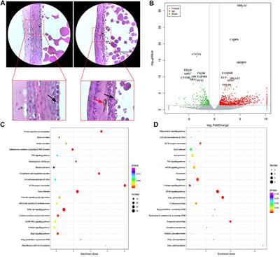 Transcriptomic diversification of granulosa cells during follicular development between White Leghorn and Silky Fowl hens